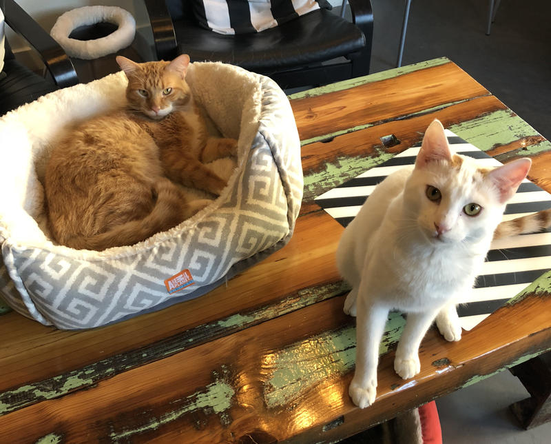Milwaukee's Cat Cafe Showcases Latest Trend In Pet Adoption